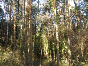 Un bosc frondós